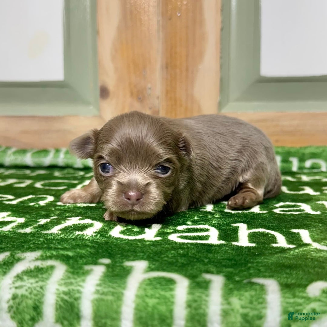 Chihuahua dogs for sale: Tobias Lavender Long Coat - Image 11