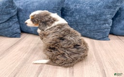 Mini Bernedoodle dogs for sale: Rusty - Image 6