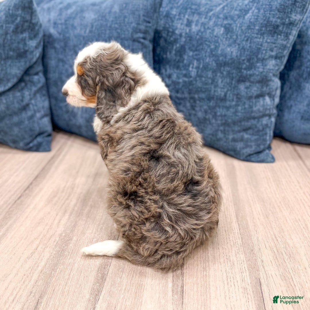 Mini Bernedoodle dogs for sale: Rusty - Image 6