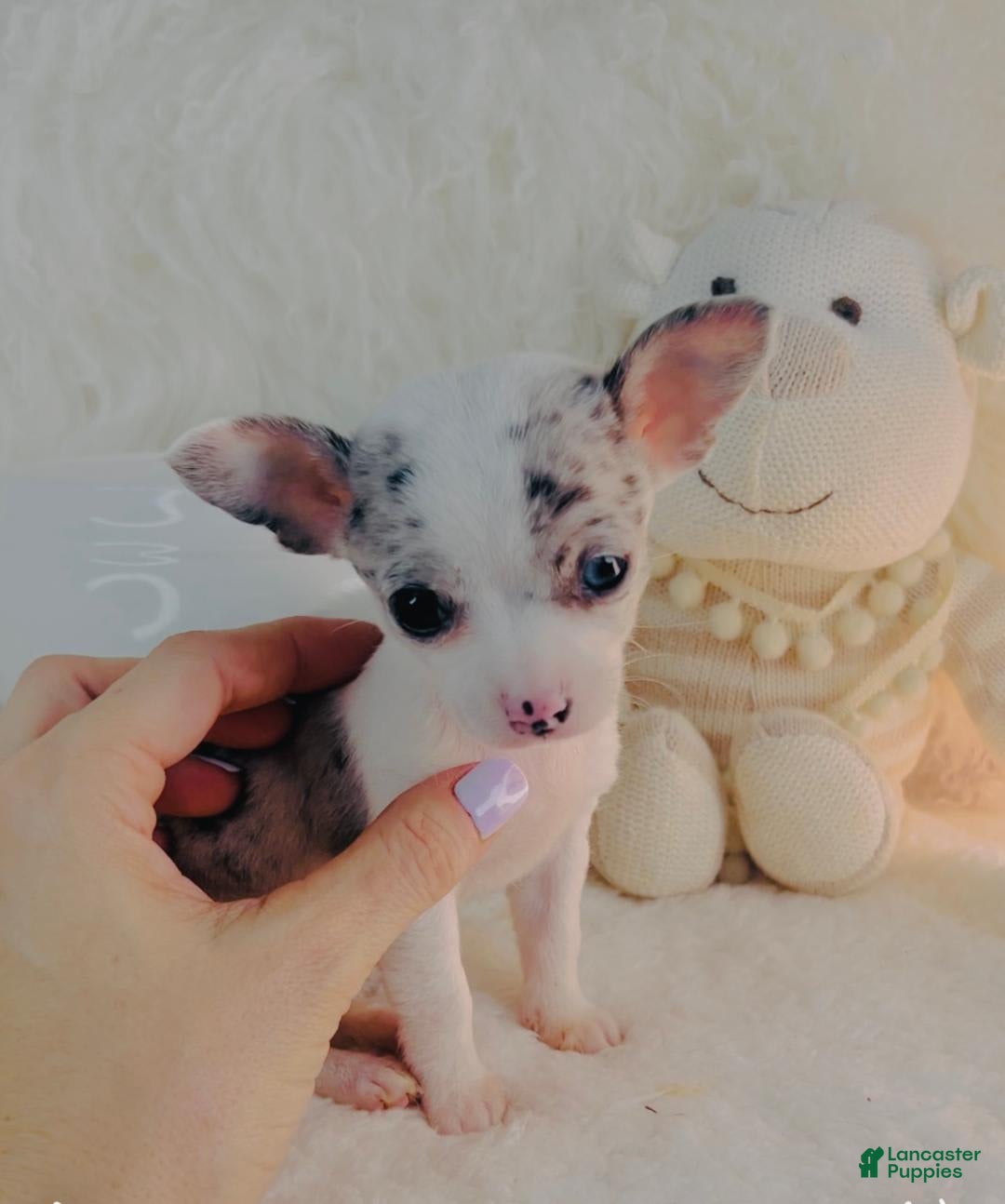 Chihuahua dogs for sale: Cesare - Image 2