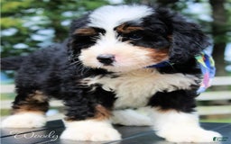 Mini Bernedoodle dogs for sale: Woody - Image 2