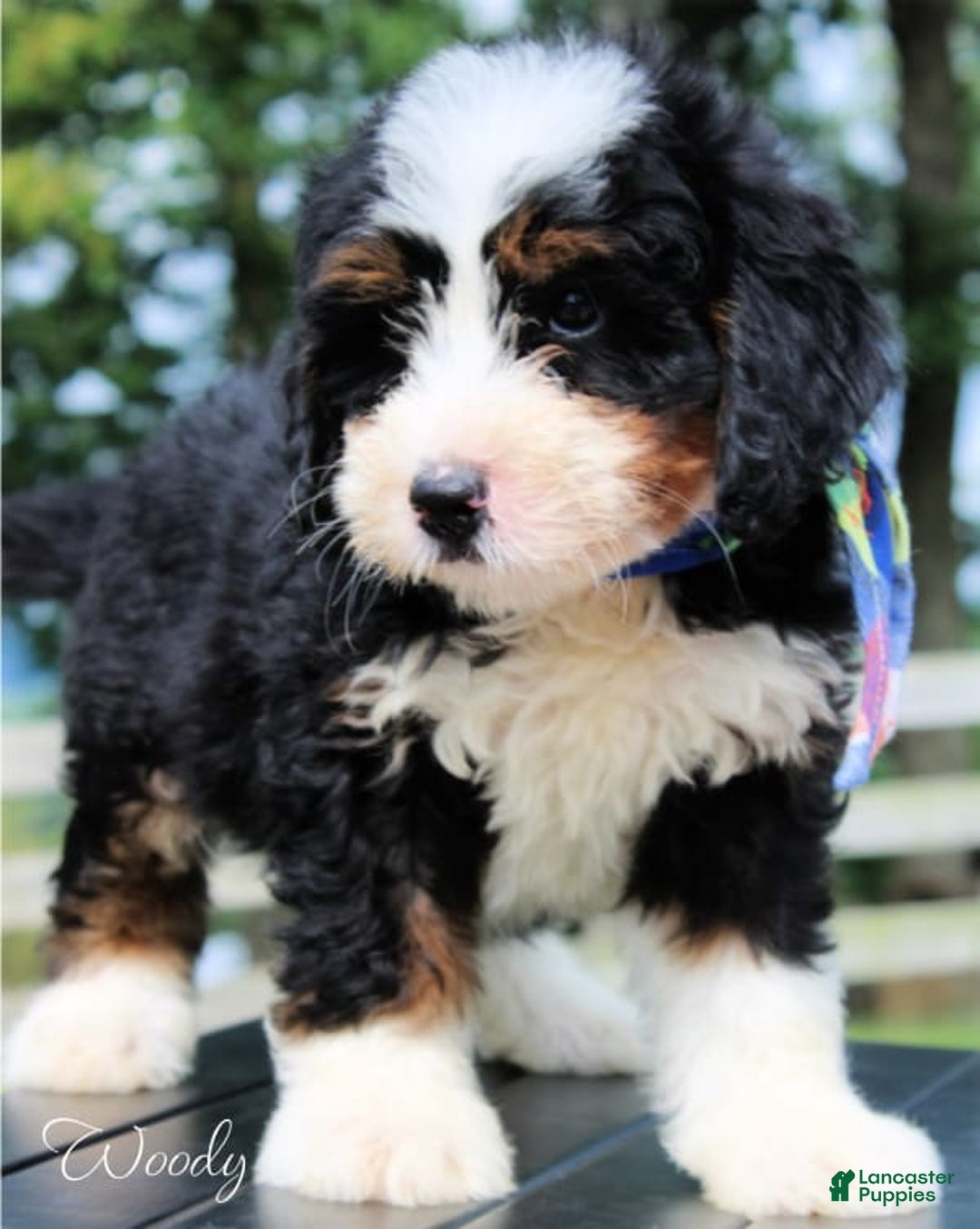 Mini Bernedoodle dogs for sale: Woody - Image 2