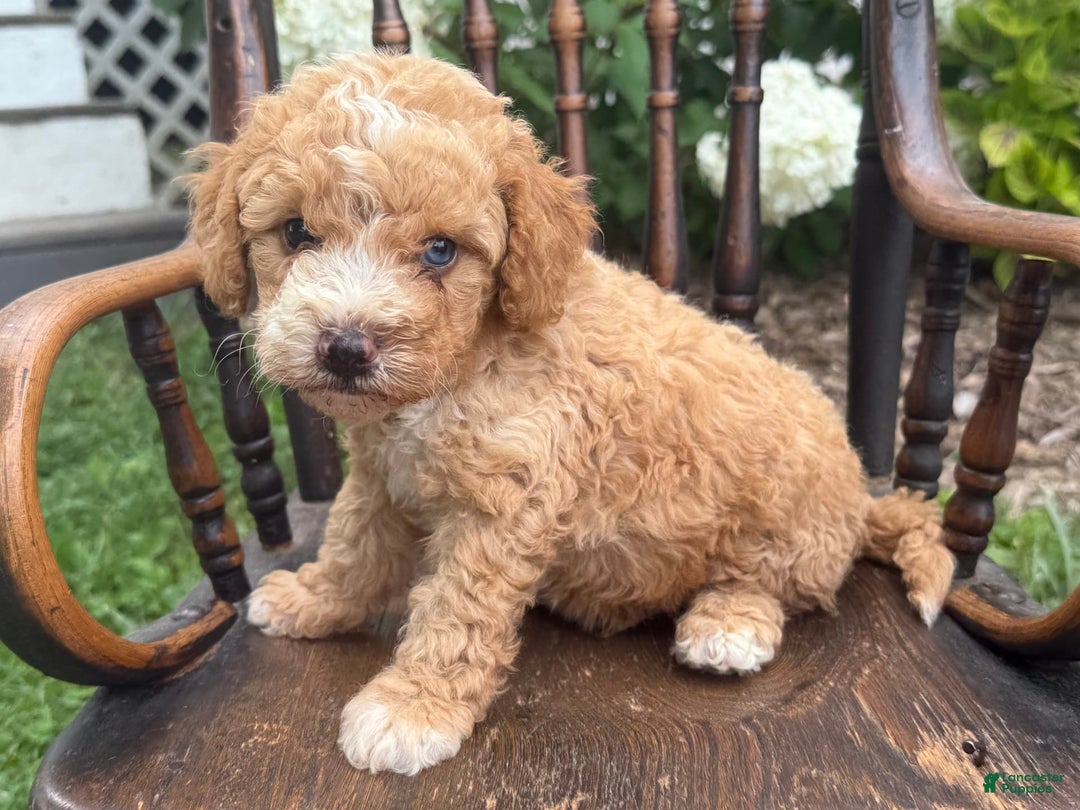 Goldendoodle dogs for sale: Butterfinger - Image 6
