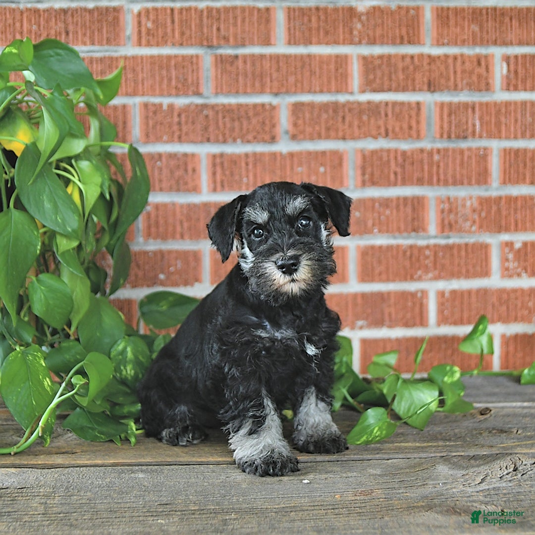 Miniature Schnauzer dogs for sale: Hellen Champion Blood - Image 1
