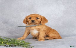 Miniature Golden Retriever dogs for sale: Albert - Image 2