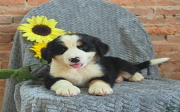 Greater Swiss Mountain Dog dogs for sale: Robin - Image 1
