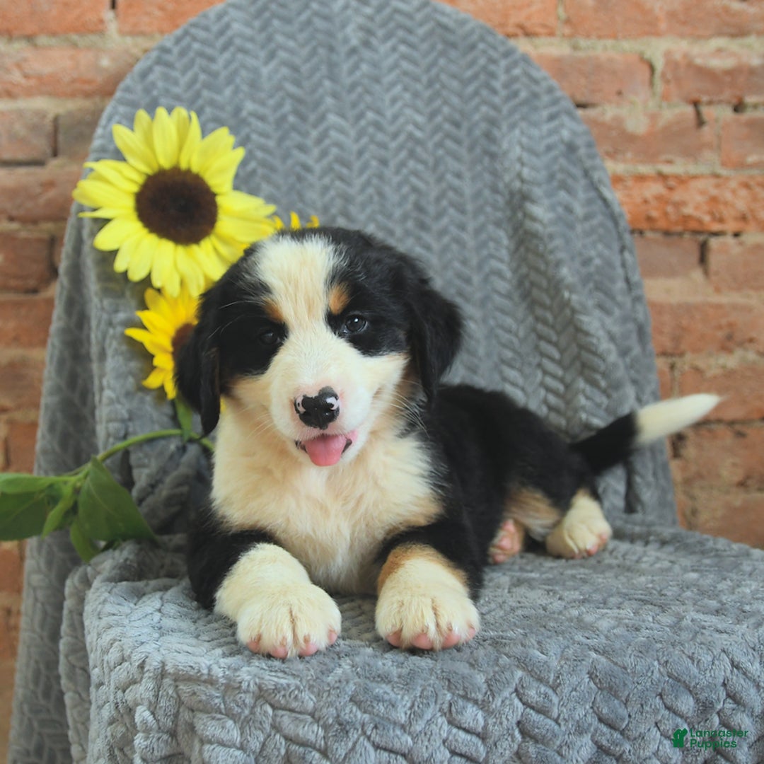 Greater Swiss Mountain Dog dogs for sale: Robin - Image 1