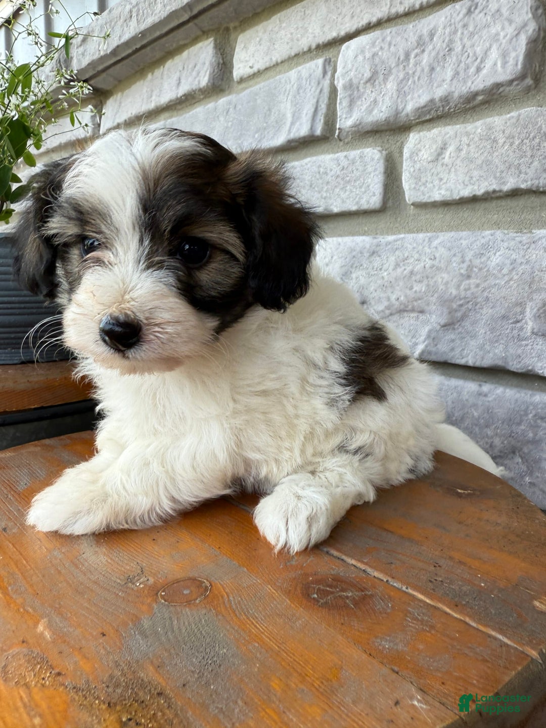 Teddy Bear dogs for sale: Evie - Image 12