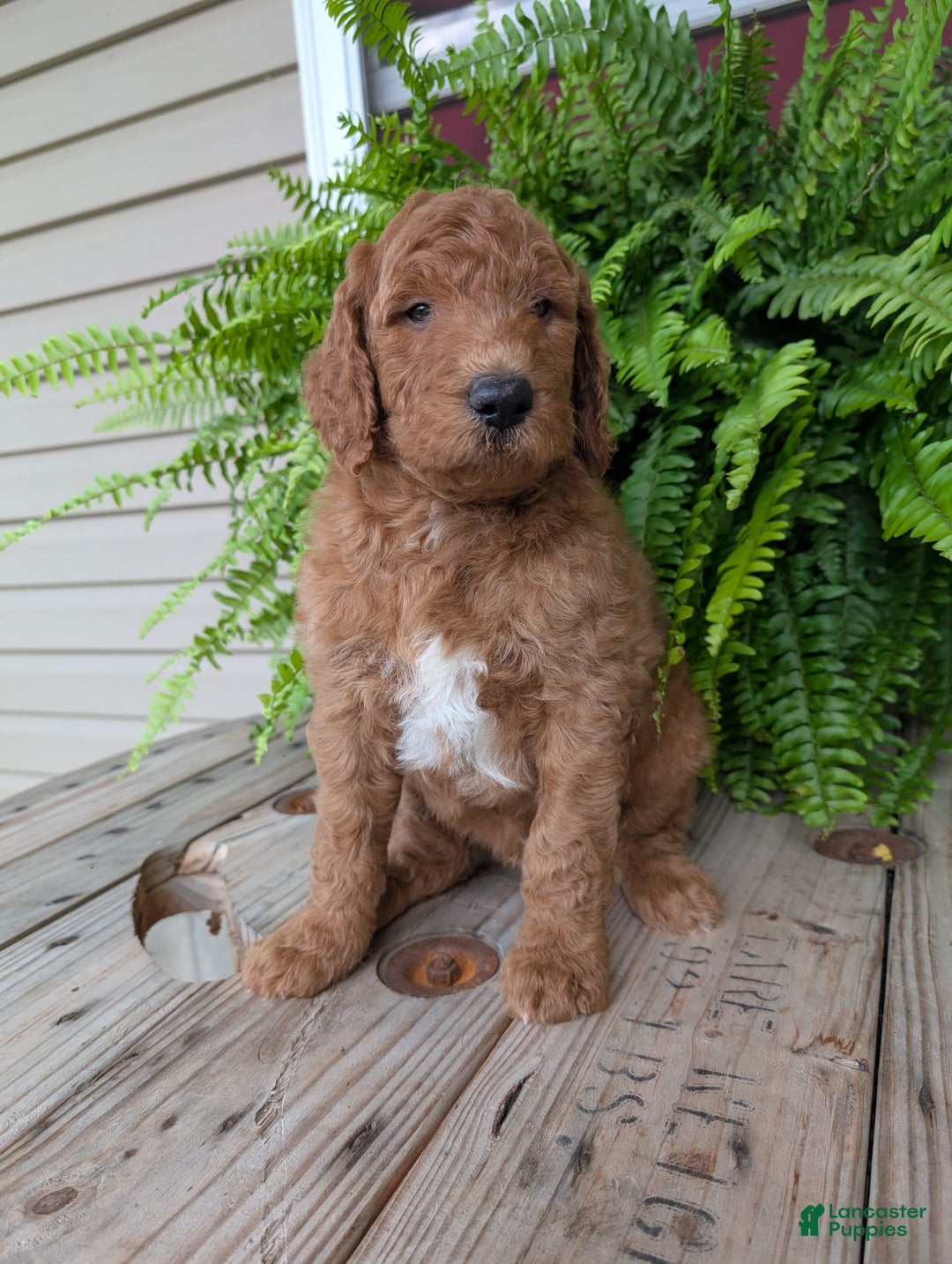 Goldendoodle dogs for sale: Teddy - Image 25