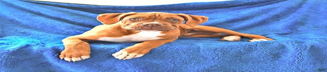 Titan Rare Color