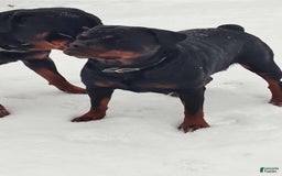 Rottweiler dogs for sale: Brown - Image 8