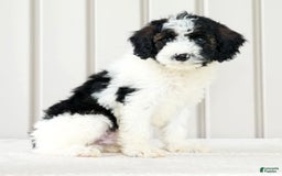 Miniature Poodle dogs for sale: Kolton - Image 9