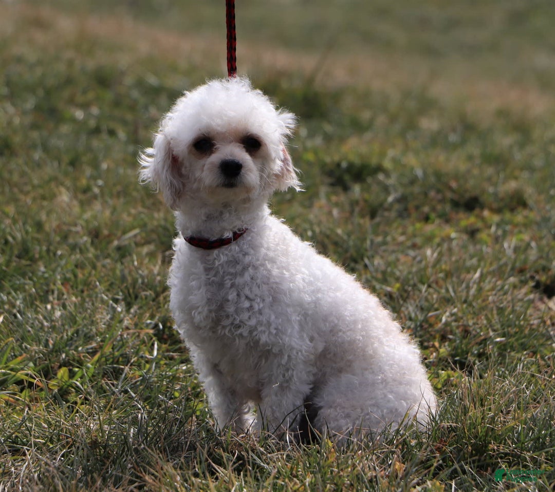 Yorkiepoo dogs for sale: Allie - Image 10