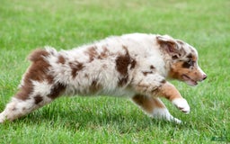 Australian Shepherd dogs for sale: Leo - Image 3