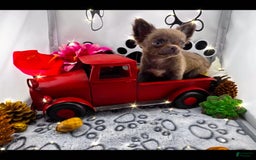 Chihuahua dogs for sale: Lucky - Image 3