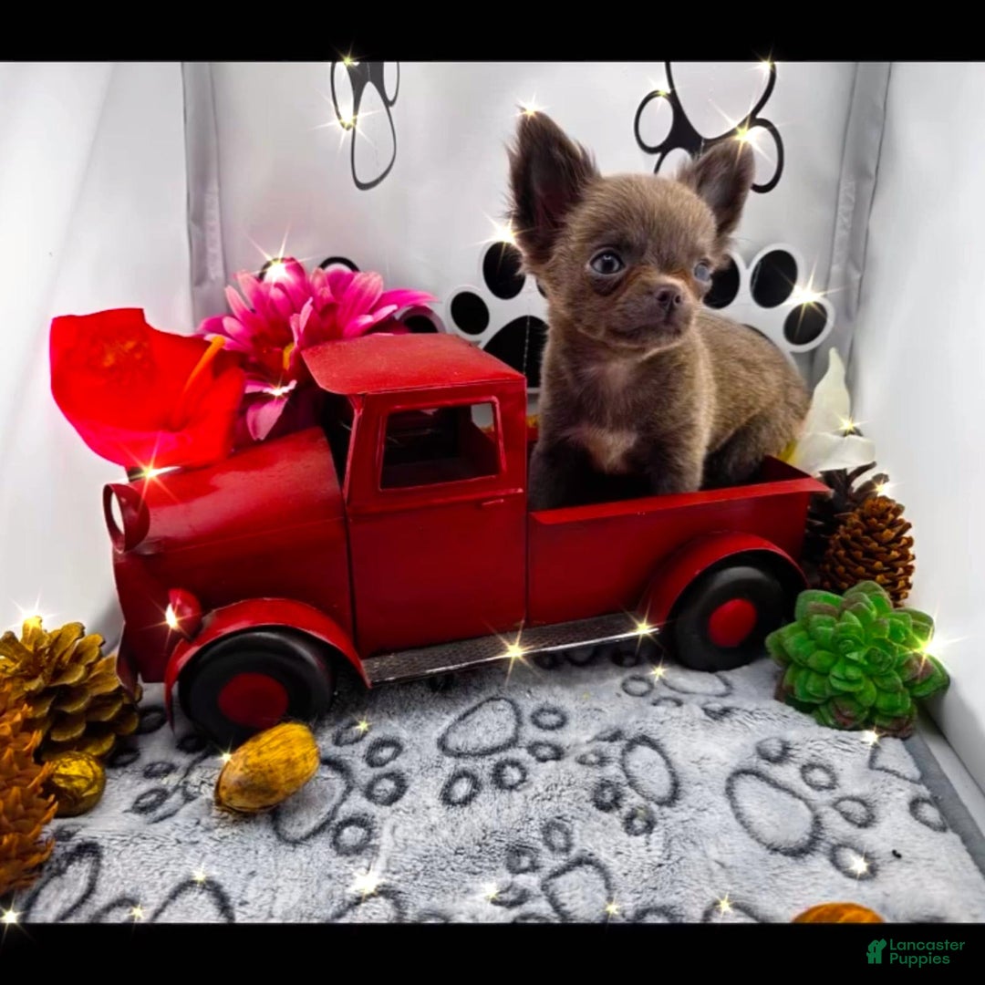 Chihuahua dogs for sale: Lucky - Image 3