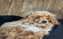 Toy Poodle dogs for sale: Lada - Image 8