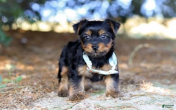 Yorkshire Terrier dogs for sale: Tyler - Image 3