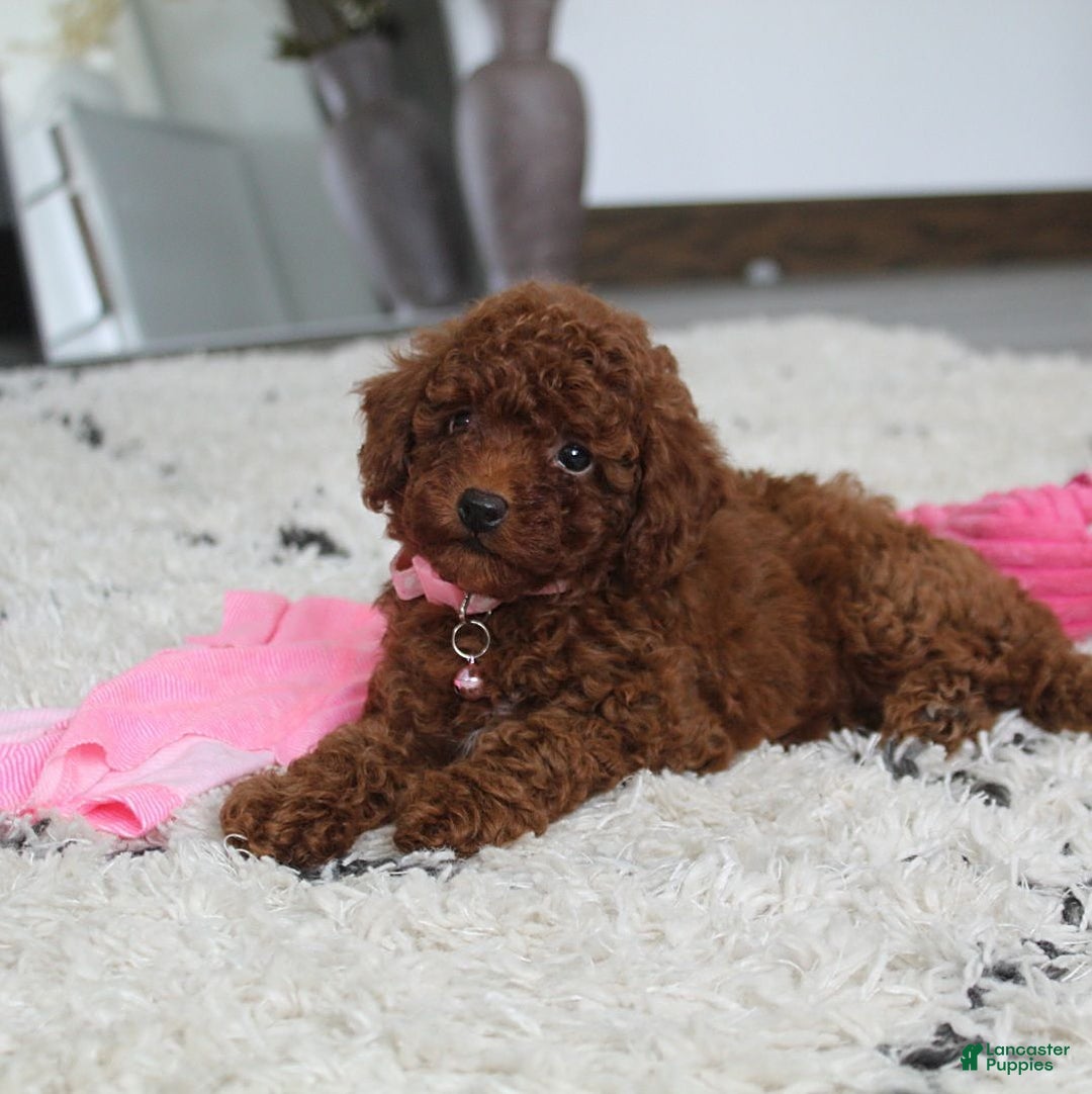 Toy Poodle dogs for sale: Elena - Image 18