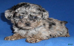 Yorkiepoo dogs for sale: Patches - Image 5