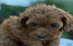 Toy Poodle dogs for sale: Jinger - Image 10