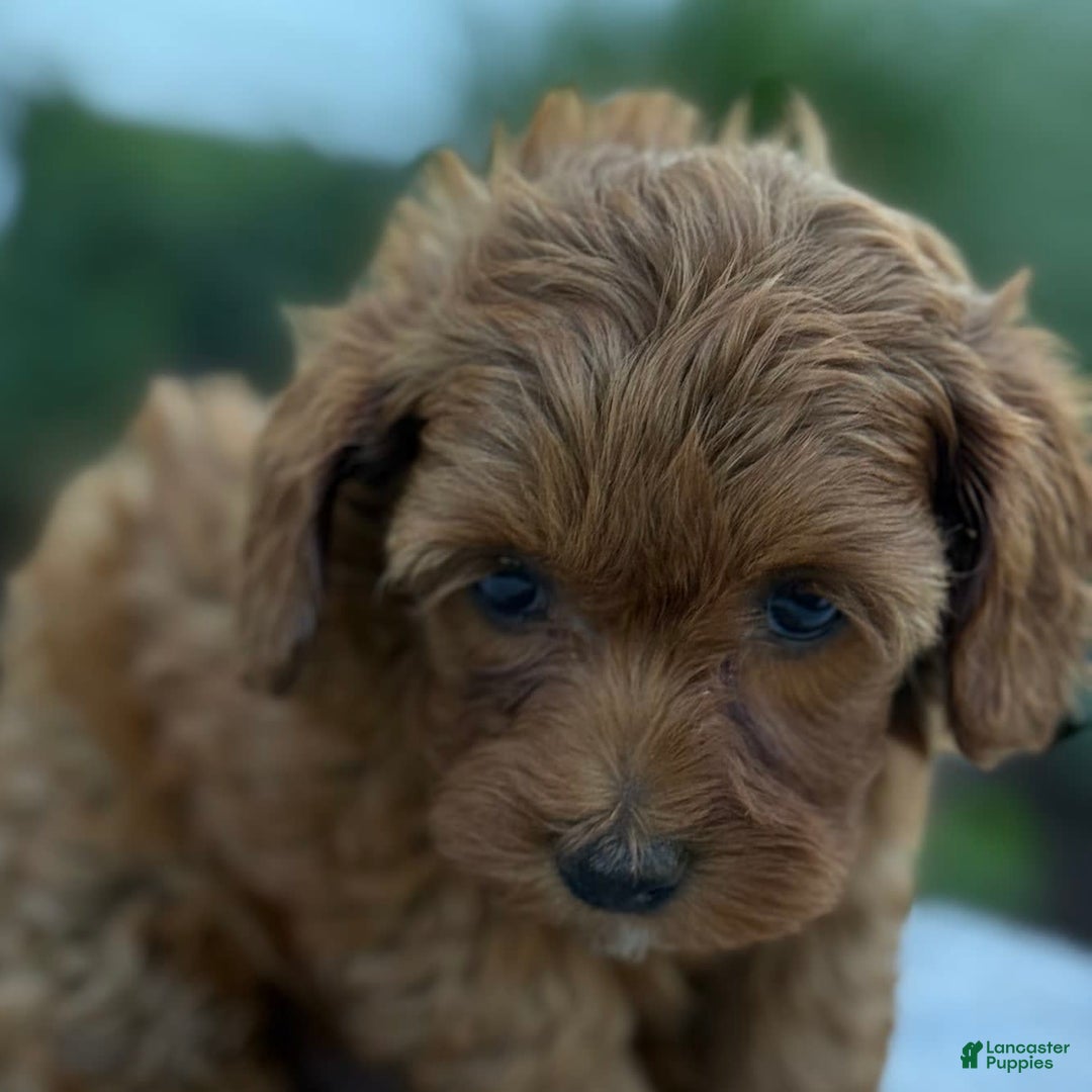 Toy Poodle dogs for sale: Jinger - Image 10