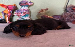 Miniature Dachshund dogs for sale: Gena - Image 1