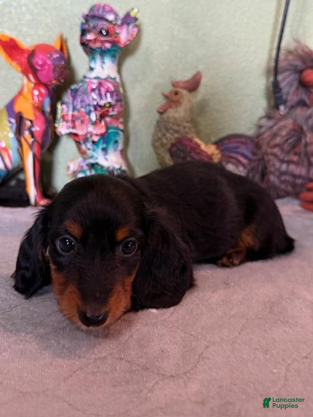 Miniature Dachshund dogs for sale: Gena - Image 1