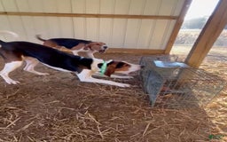 Walker Hound dogs for sale: Yellow - Image 5