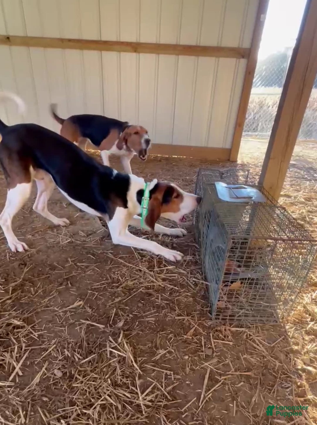 Walker Hound dogs for sale: Yellow - Image 5