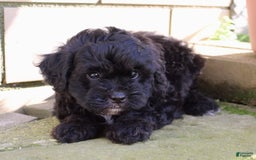 Shihpoo dogs for sale: Misty - Image 4