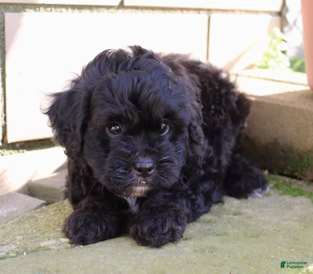 Shihpoo dogs for sale: Misty - Image 4