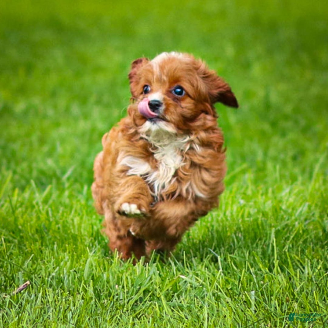 Cavapoo dogs for sale: Toby - Image 9