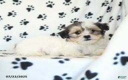 Shorkie dogs for sale: Karl - Image 5