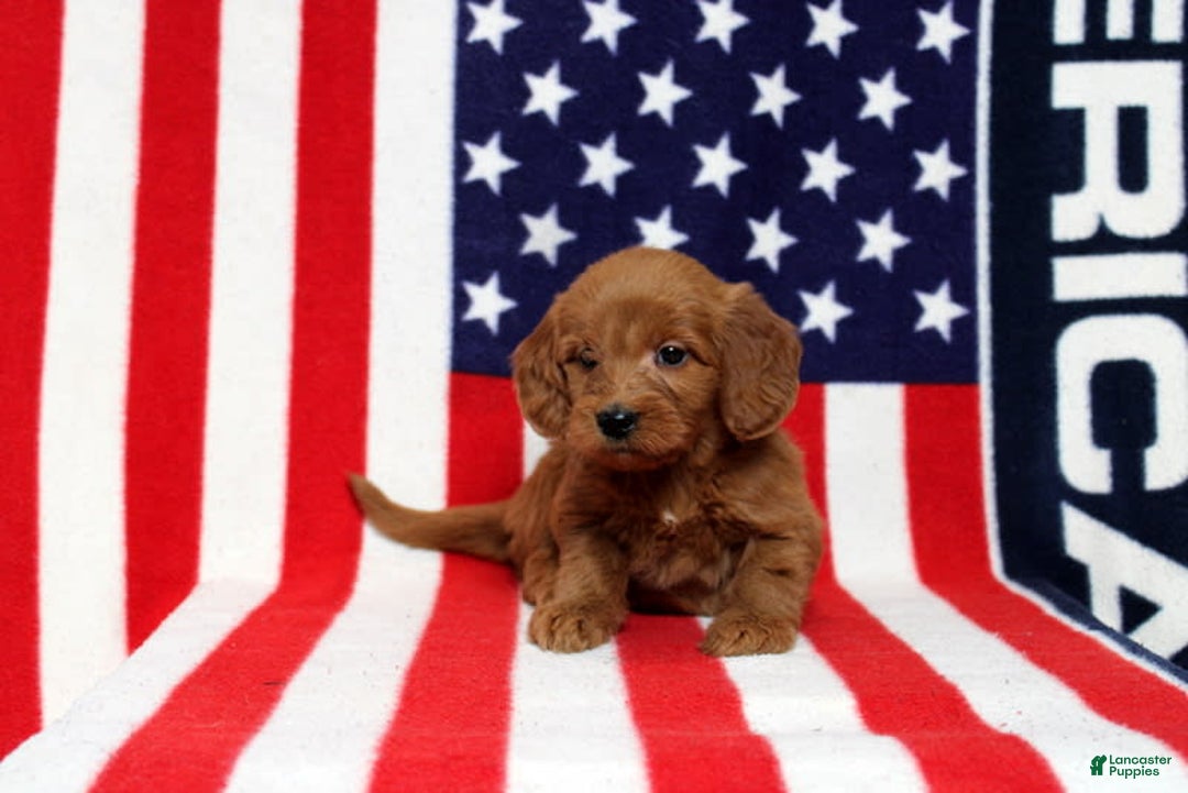 Mini Goldendoodle dogs for sale: Papusa - Image 2