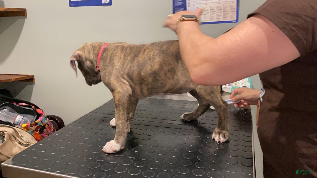 American Bully dogs for sale: Majestic - Image 21