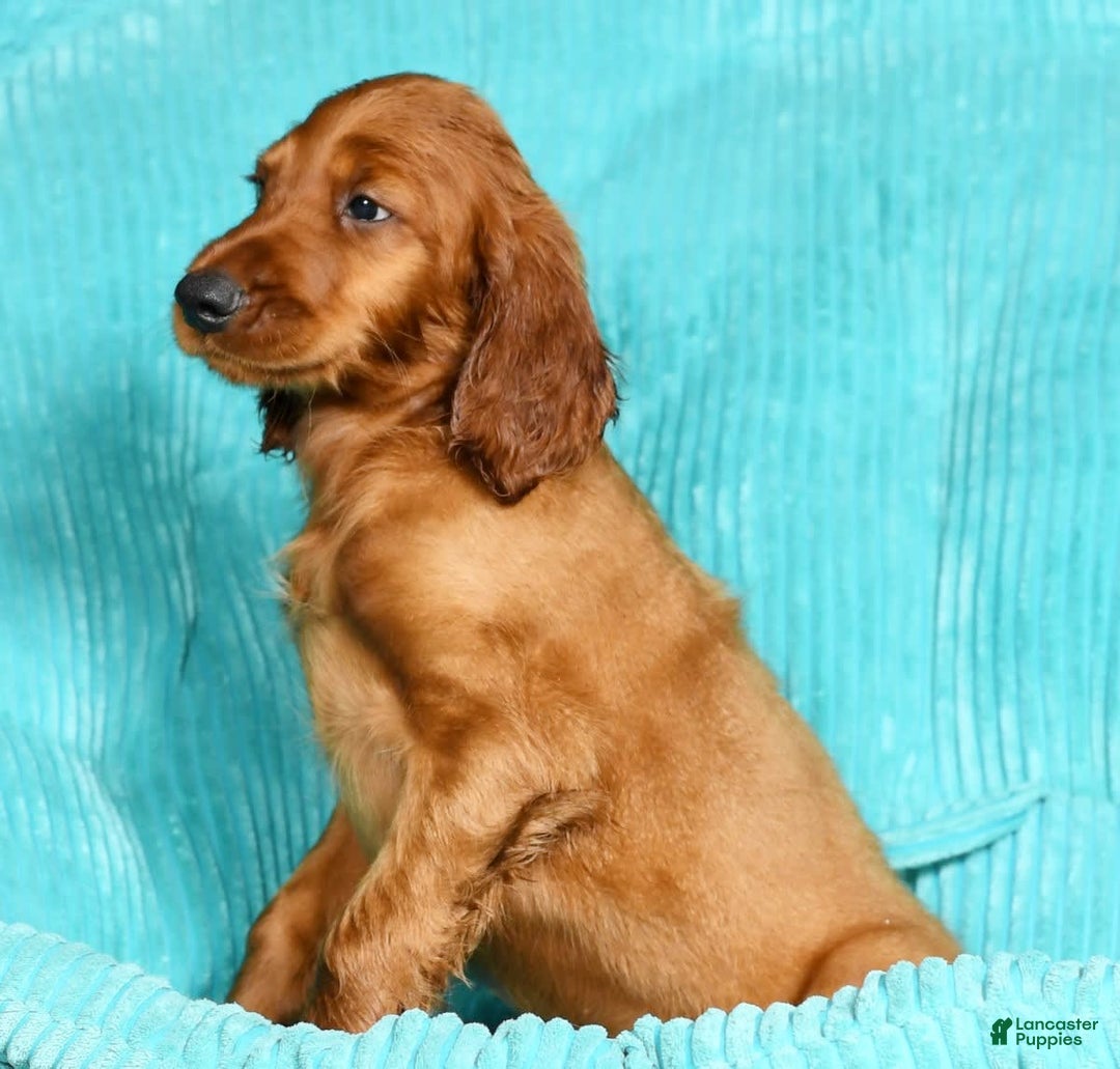 Irish Setter dogs for sale: Mack - Image 4