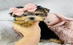 Morkie dogs for sale: Danette - Image 2