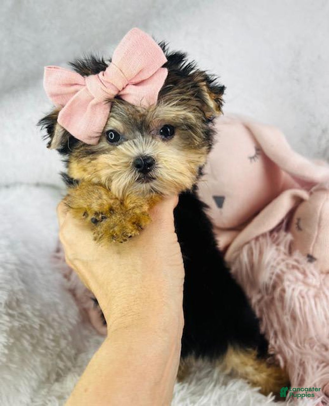 Morkie dogs for sale: Danette - Image 2