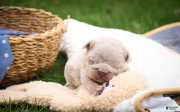 English Bulldog dogs for sale: Turbo - Image 12