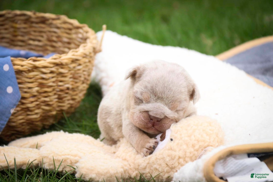 English Bulldog dogs for sale: Turbo - Image 12