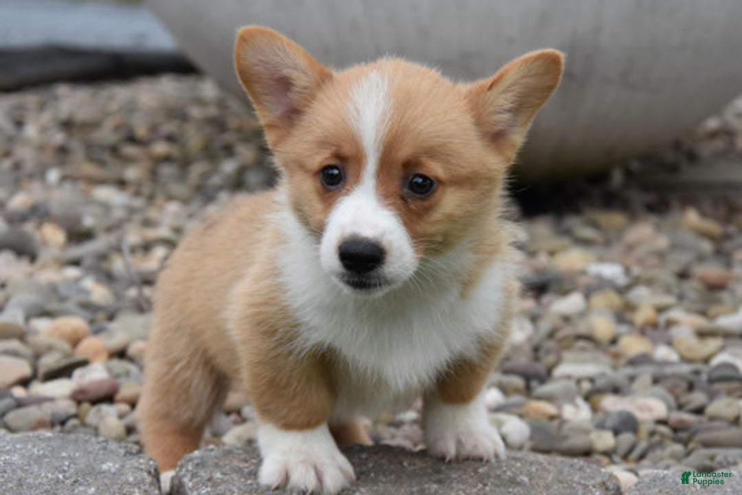 Welsh Corgi Pembroke dogs for sale: Lane - Image 1