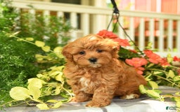 Havapoo dogs for sale: Frankie - Image 2