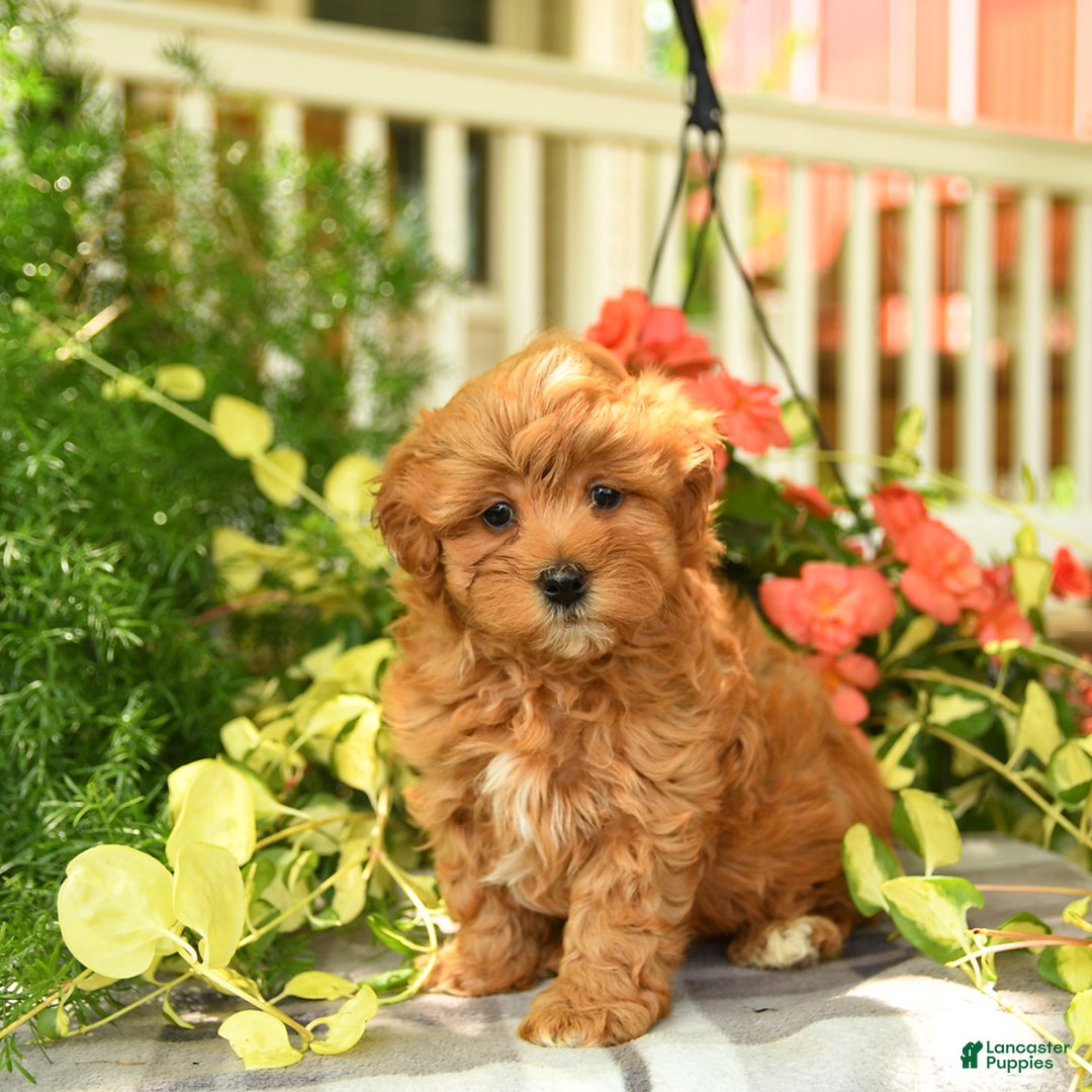 Havapoo dogs for sale: Frankie - Image 2