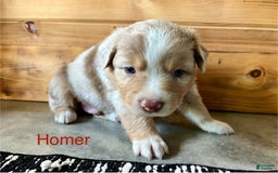 Australian Shepherd dogs for sale: Homer - Image 3