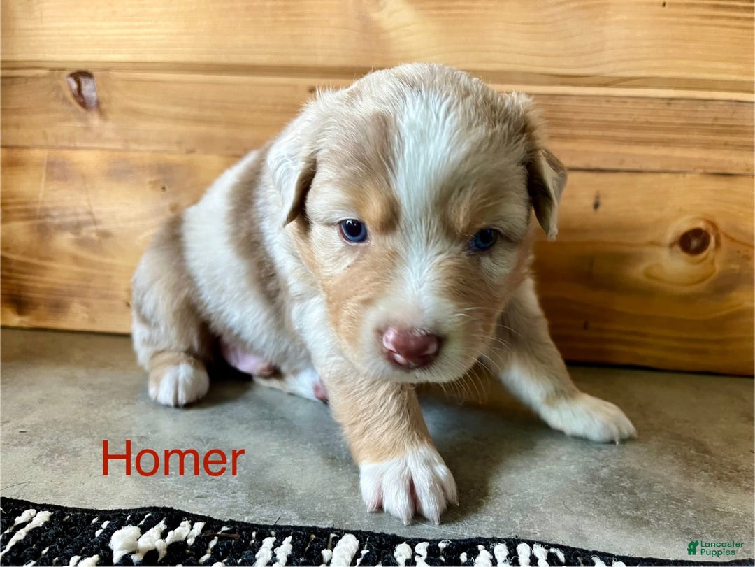 Australian Shepherd dogs for sale: Homer - Image 3