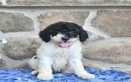 Goldendoodle dogs for sale: Sparkle - Image 4