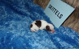 Chihuahua dogs for sale: Teacup Skittles - Image 1