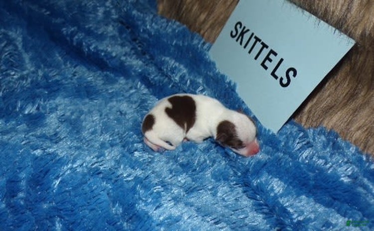 Chihuahua dogs for sale - Ad 1