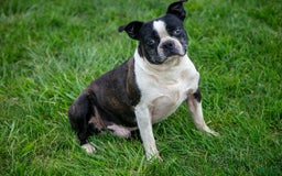 Boston Terrier dogs for sale: Max - Image 6